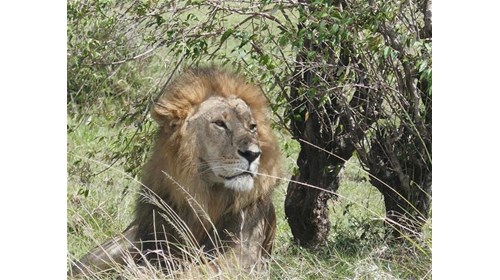 A lion in the Masai Mara, Kenya