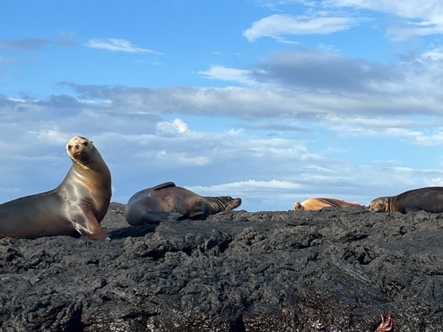 Seals in the Galapagos Islands