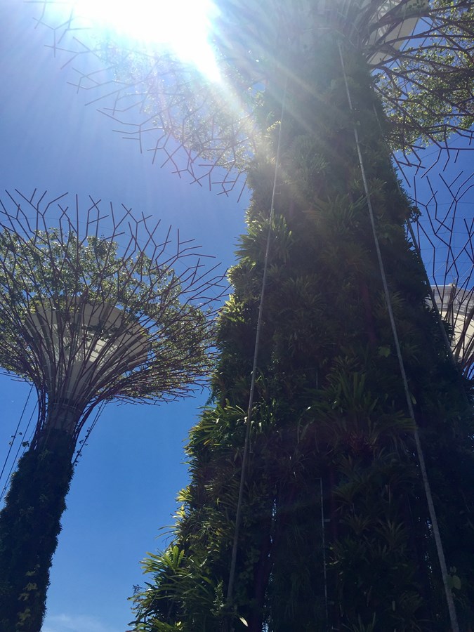 GARDENS BY THE BAY & THE SUPERTREE GROVE