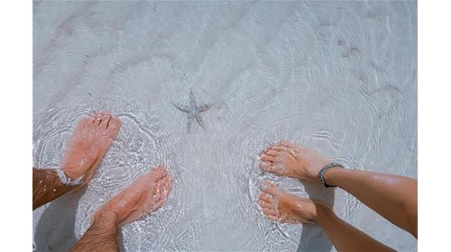 Honeymoon Dreams Start Here