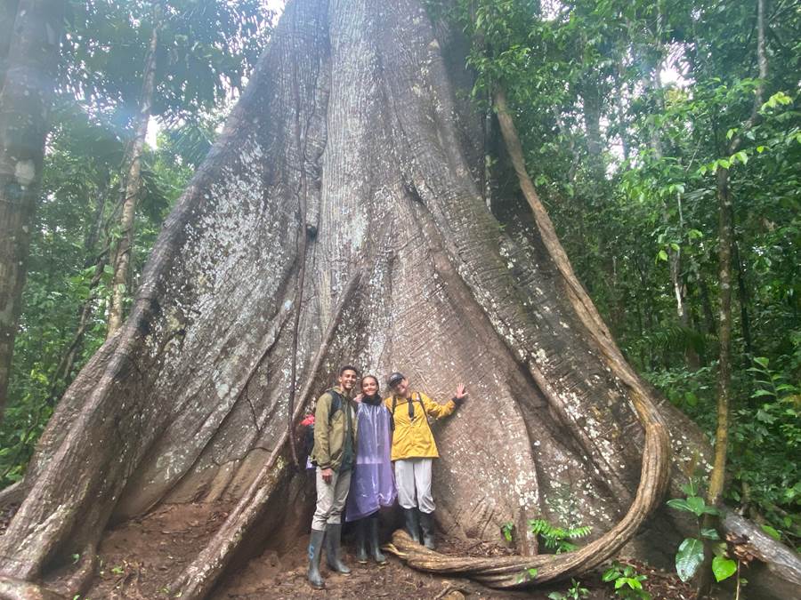 Amazon Rain Forest 7,000 year old tree