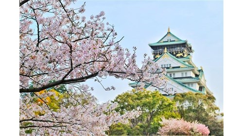 Osaka Castle during Cherry Blossom Season