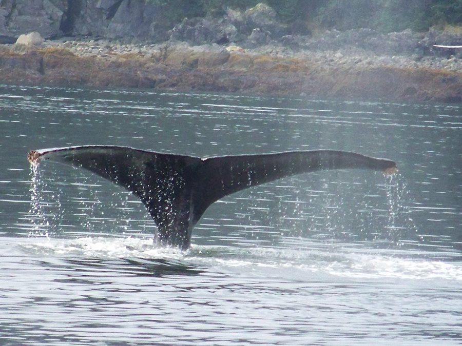 A Whale of a Tail 