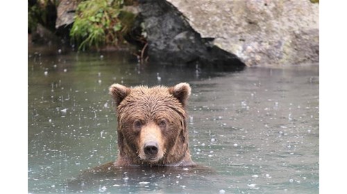 Brown Bear, Redoubt Bay, Alaska