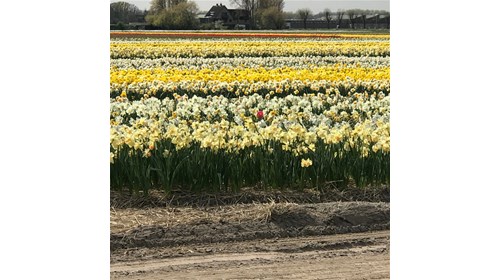 Tip-toe through the Tulips in The Netherlands