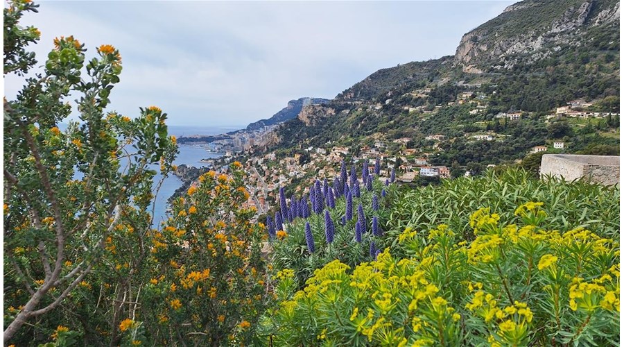 Antibes Long Stay Feb 13-Mar 6/27