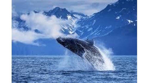 Breaching whale