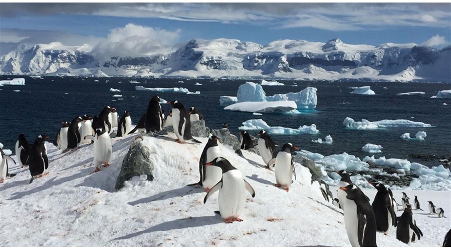 8-Day Antarctica Cruise Adventure Guide