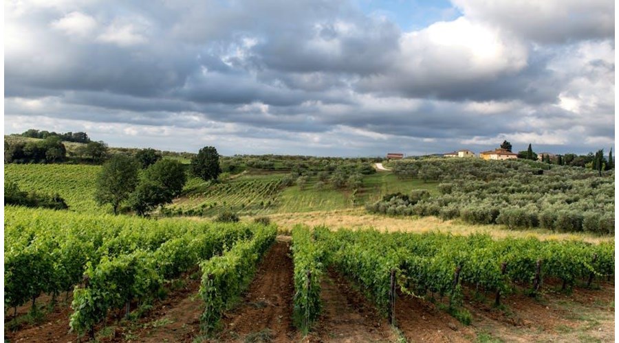 Italy Wine and Culinary Journey