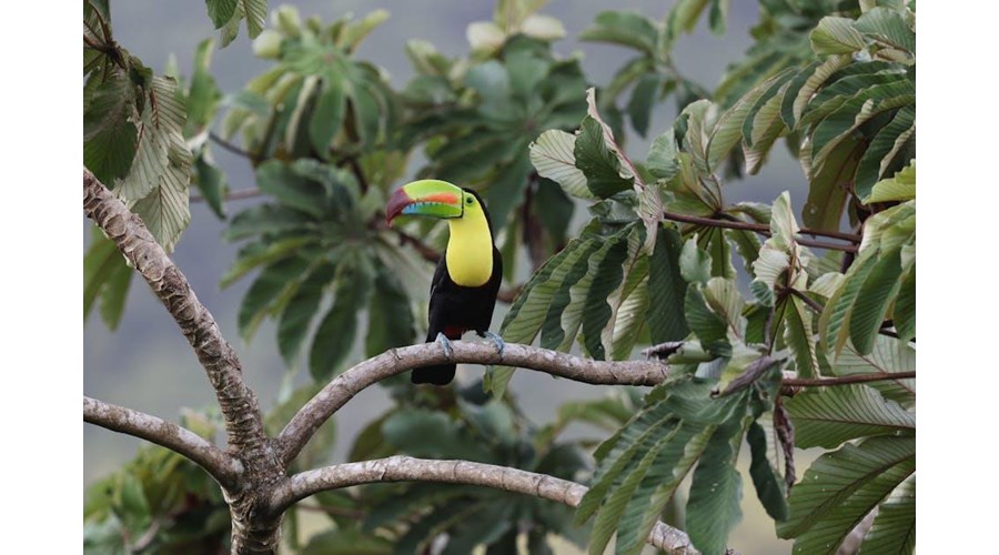 Costa Rica: Wildlife & Adventure