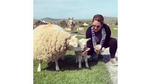 Feeding baby sheep in Ireland