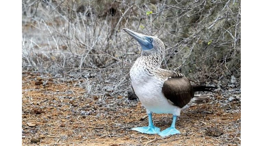 Ecuador & Galápagos Luxury Journey 