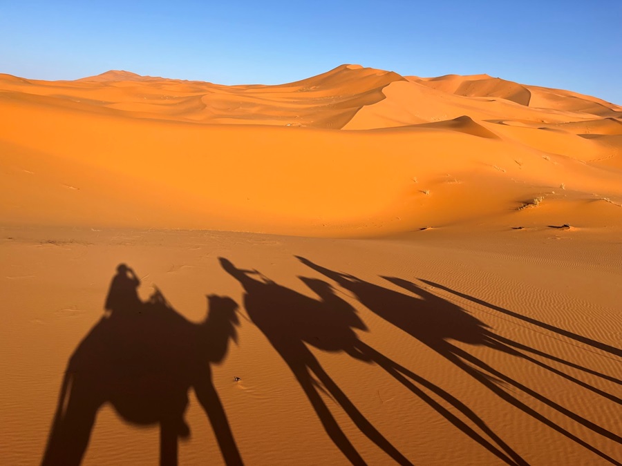 Sahara Desert Camel Treck