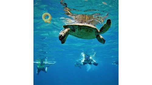 The graceful honu is exciting to see!