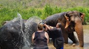 Working with rescue elephants in Thailand