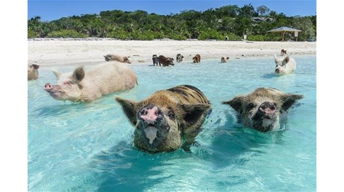 Swimming with the Pigs in the Bahamas