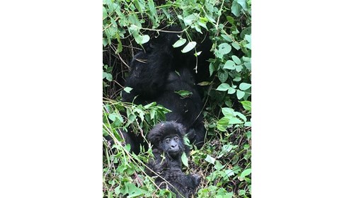 Baby Gorilla with Mom, Rwanda 2018