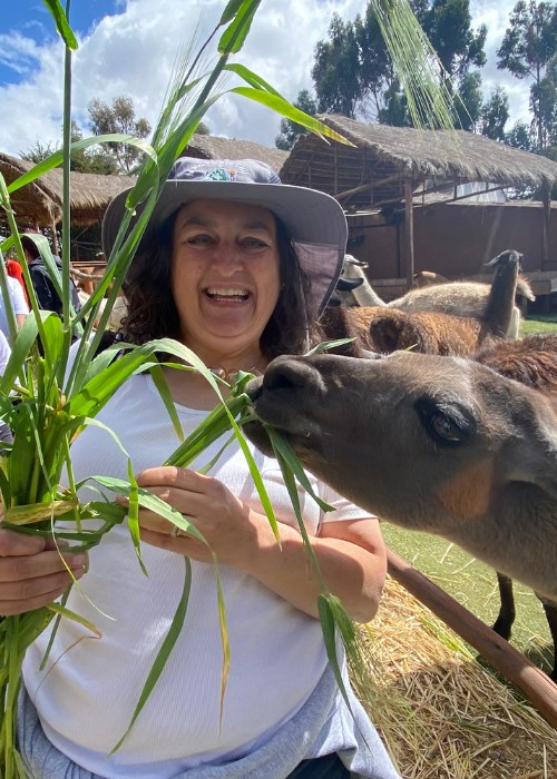 Feeding a llama in Peru