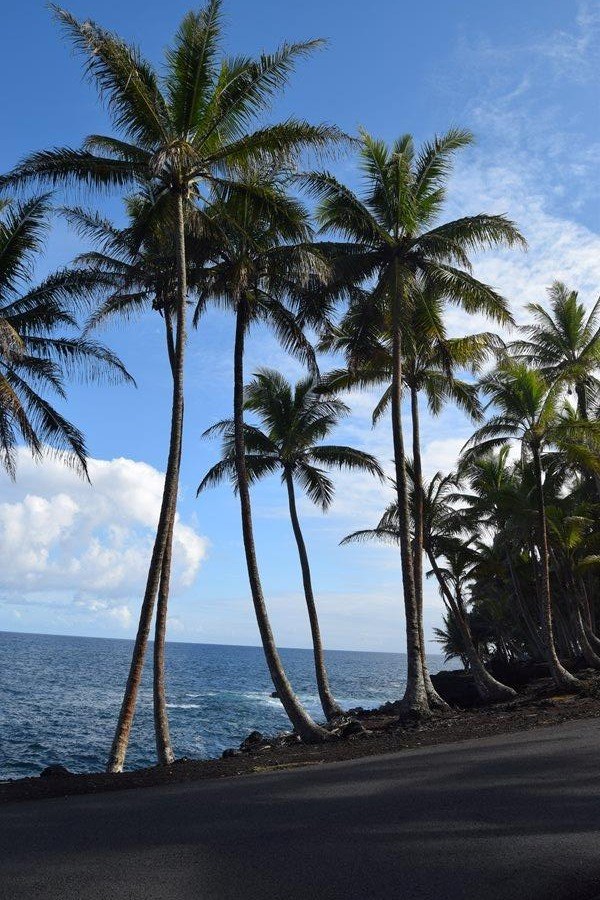 Palm trees on a black sand beach