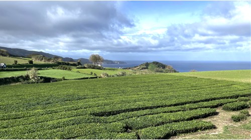 Tea Plantation and Ocean in the Distance