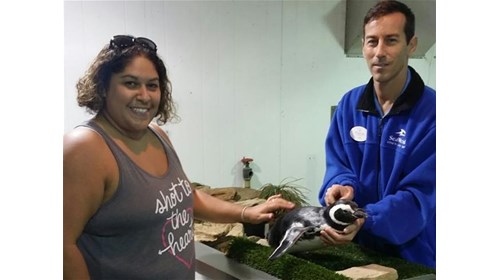 Petting a Penguin backstage in SeaWorld Orlando