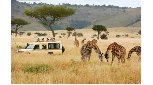  Majestic safari experience  Kenya