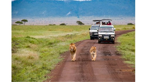 Lion Safari; Tanzania 