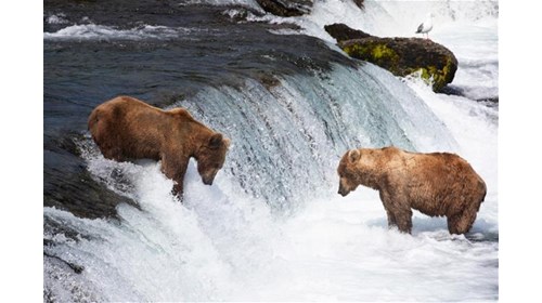 Alaska Bears Fishing on Salmon