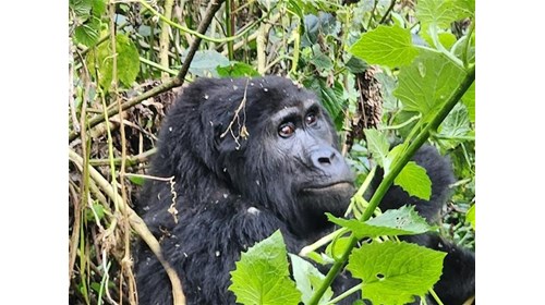 Uganda Gorilla Trek - July 2023