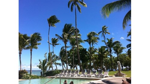 Fiji Resort Palm Trees