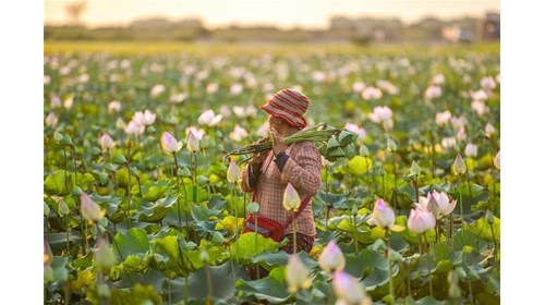 Lotus Flower Farm-Cambodia