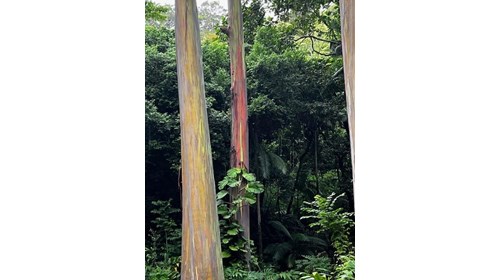 Rainbow Eucalyptus trees