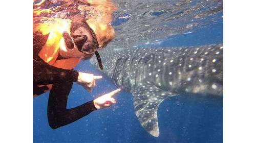 Swimming with Whale Sharks - Riviera Maya, Mexico
