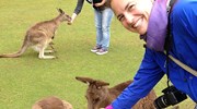 Feeding the Kangaroos in Tasmania