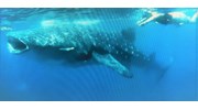 Swimming w Whale Shark (Cancun)