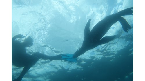 That's me swimming with sea lions in Baja!