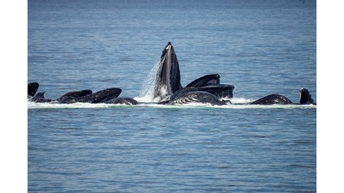 Humpback Whales Bubble-net Feeding in Alaska