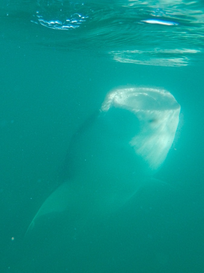 Whale Shark snorkel 