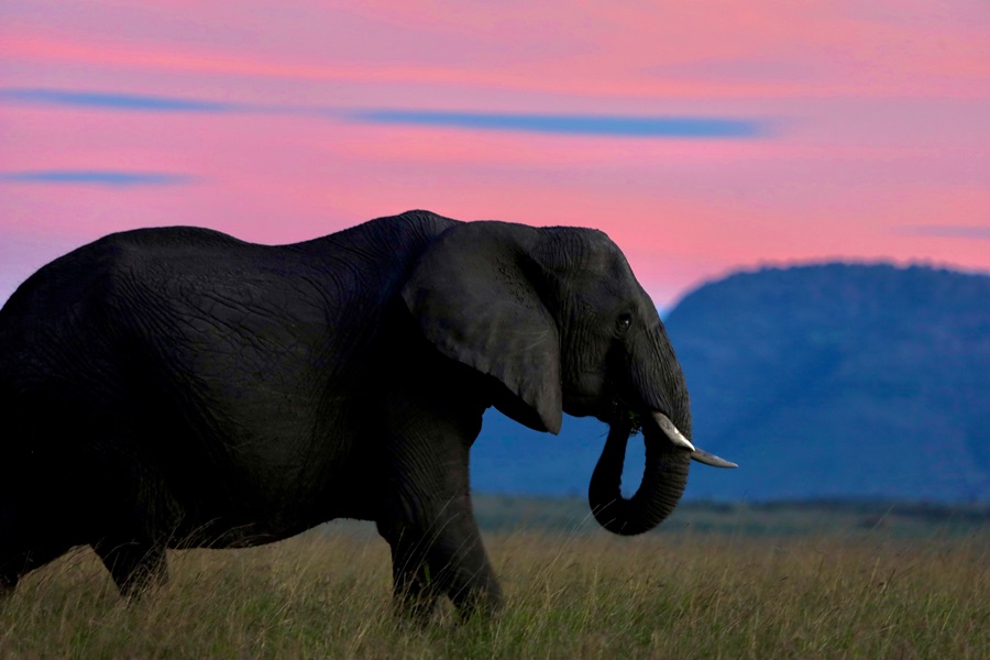 Elephant in Kenya, Masai Mara
