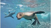 snorkeling with sea lions in the Galapagos!