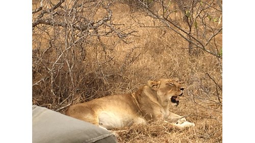 safari in Kapama Game Reserve South Africa