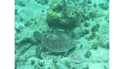Sea Turtle in the ocean St Thomas St John