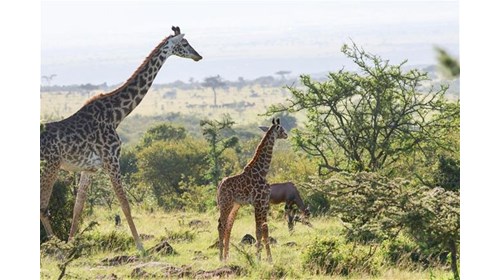 Mama Giraffe and Baby
