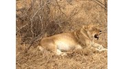 LIoness after feeding on a wilderbeast