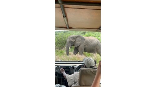 So close to the elephants!