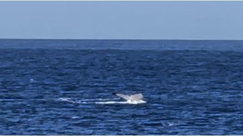 Whale Tail Fluke