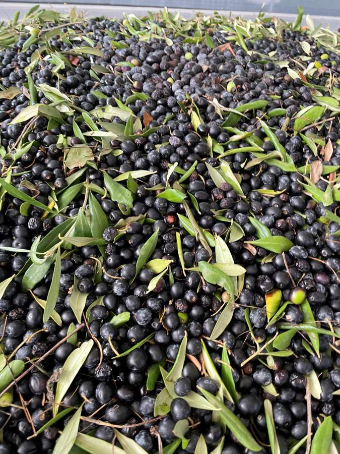 Olives getting ready to be made into olive oil.