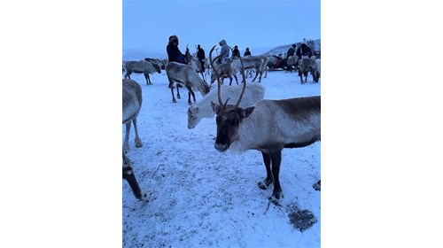 Sami Reindeer Camp