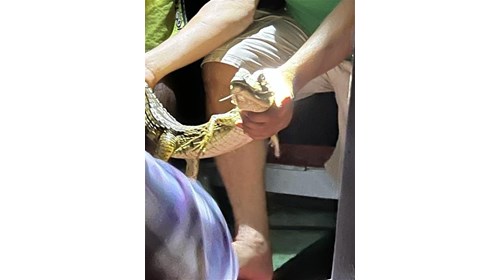 The baby Caiman caught 