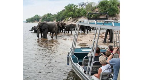 Safari - the perfect exotic wildlife experience